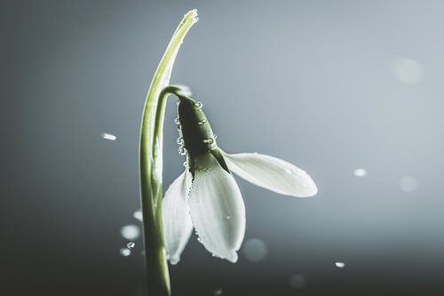 sneeuwklokje sneeuwvlokjes