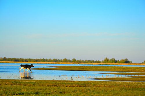 Rennende jonge stier in het water, Lauwersmeer, Ezumakeeg