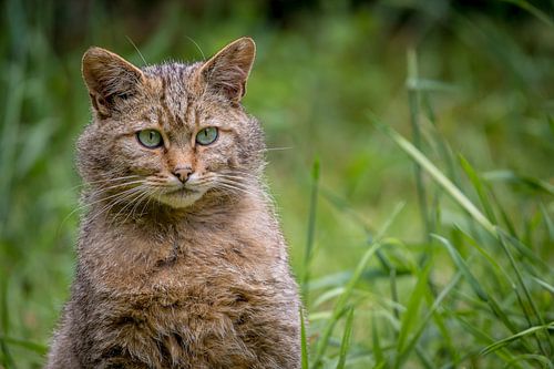 Magnifique portrait d'un chat sauvage européen