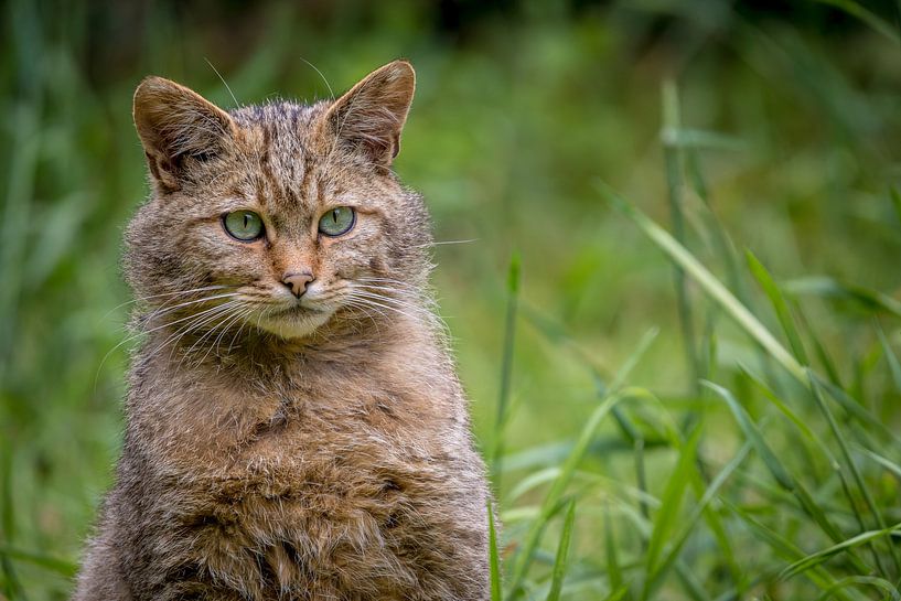 Schönes Porträt einer Europäischen Wildkatze von Wildlife Designs