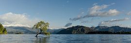 Lonely Tree, Lake Wanaka by Jasper van der Meij