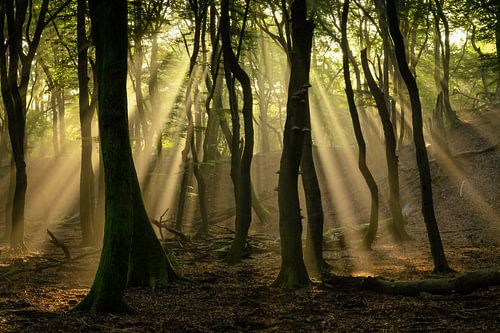 Een zonnige ochtend....