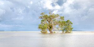 Watertree