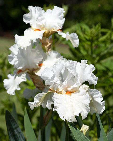 Irissen, Iris barbata van Alexander Ludwig