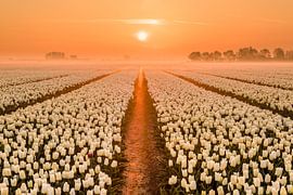 Rivers of gold by Ellen van den Doel