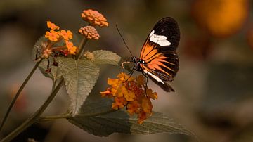 Butterflies by Maurice Cobben