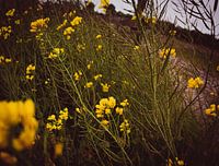 Yellow flowers