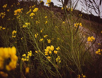 Gelbe Blumen von Marije Mulder