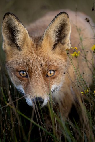 Neugieriger Fuchs in den Dünen von Joy van der Beek