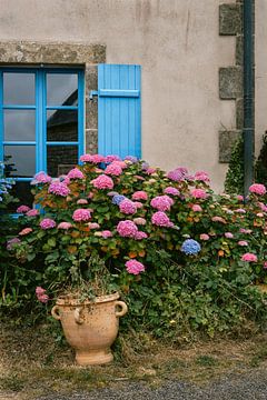 Hortensia Bretagne van HelloHappylife