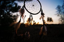 Dromenvanger bij avondlicht von Marjolijn Barten