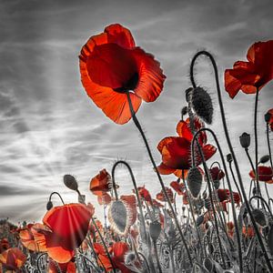 La fascination des coquelicots | colorkey