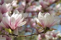 Oliwa Park Gdánsk Chinese Magnolia / Magnolia × soulangeana