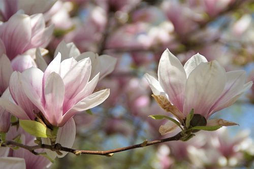 Oliwa Park Gdánsk Magnolia chinois / Magnolia × soulangeana