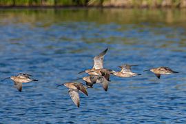 Ein Schwarm Regenbrachvögel – Wasservögel über dem Wasser.