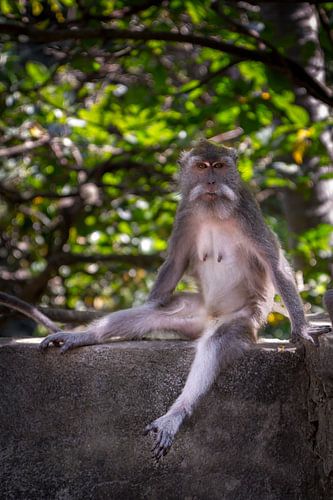 Portet (van een aap)