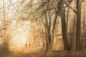 Morgenspaziergang im Wald von Speulders