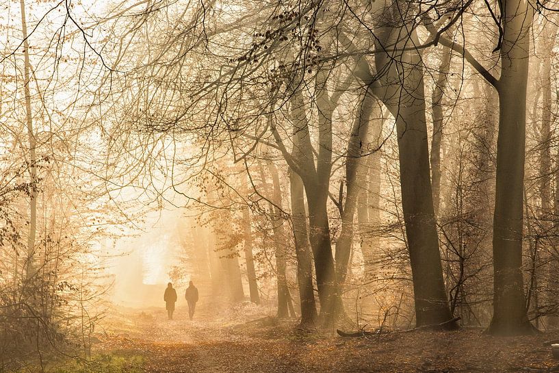 Ochtend wandeling in het Speulders bos van Peter Haastrecht, van