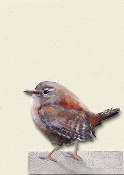 Zaunkönig mit Schatten Vogel Illustration von Angela Peters