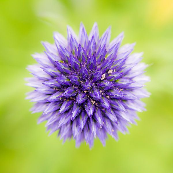 Abstract photo of a purple ball thistle by ManfredFotos