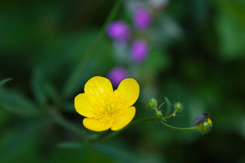 Lentebloem 8 van t.ART