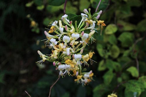 Flowers in nature - Honeysuckle