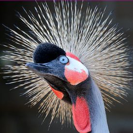Crown crane shows by Marian Bouthoorn