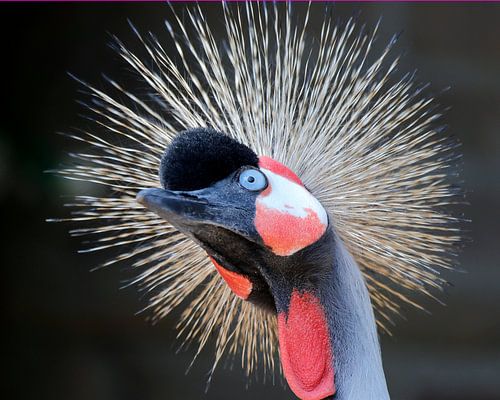 Crown crane shows