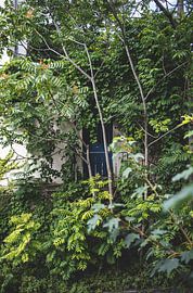 Blaue Tür mit Grün, Paris von Simone Diederich