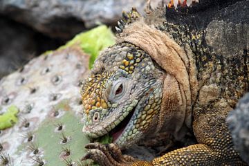 cactus eating iguana by Marieke Funke