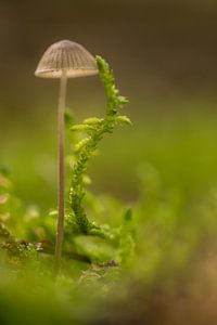 Champignon avec fougère
