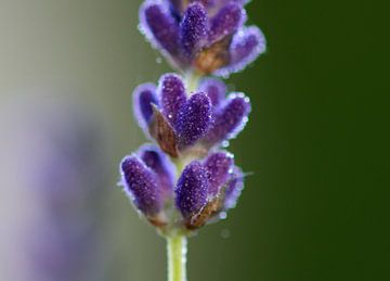 Close up lavender by Thijs Schouten