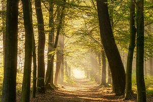 Belle lumière dans la forêt sur KB Design & Photography (Karen Brouwer)