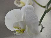 wit Orchidee van Christine Nöhmeier thumbnail