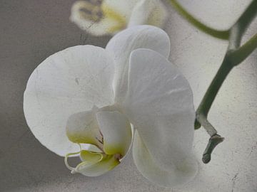 wit Orchidee van Christine Nöhmeier