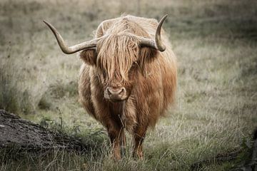 Schotse hooglander koe van KB Design & Photography (Karen Brouwer)