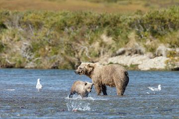 Een moeder grizzly beer en haar in het voorjaar geboren jongen lopen langs de rivier 