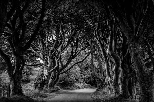 Dark Hedges