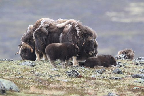Muskusos in Dovrefjell nationaal park, in de natuurlijke habitat, Noorwegen