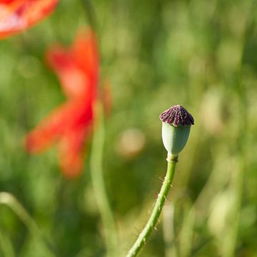 Nahaufnahme einer Samenkapsel von einem Klatschmohn