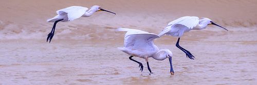 Spoonbills by Eddy Westdijk