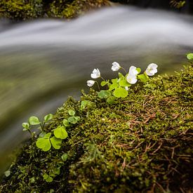 Trèfle à quatre feuilles au bord d'un ruisseau sur Marika Hildebrandt FotoMagie