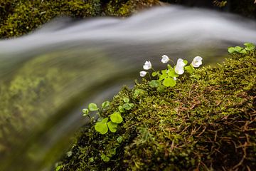 Trèfle à quatre feuilles au bord d'un ruisseau sur Marika Hildebrandt FotoMagie