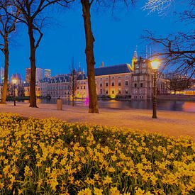 Trompetnarcissen op de Lange Vijverberg en het Binnenhof na zonsondergang van Rob Kints