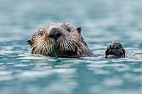Seeotter in den blauen Gewässern Alaskas