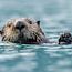 Otter