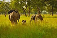Elephant family