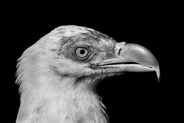 White vulture portrait.
