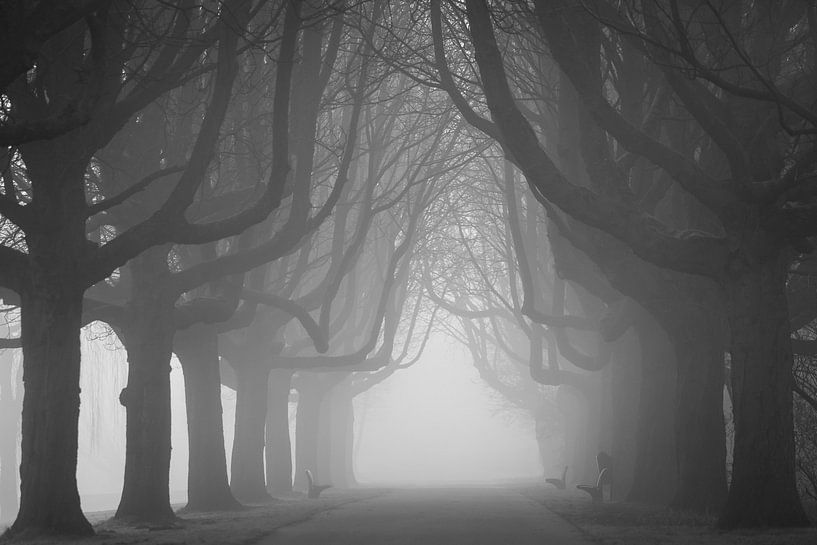 Allee mit Bäumen von Dennis Claessens