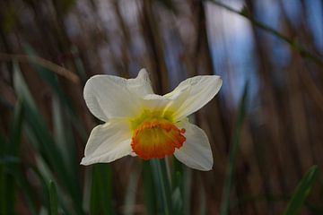 White and yellow daffodil in the castle garden Geldrop by tiny brok